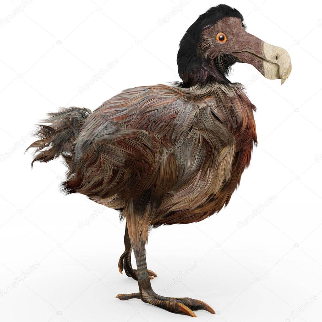 A Dodo Lelke: Felfedezzük a Lazy Dodo Rumot